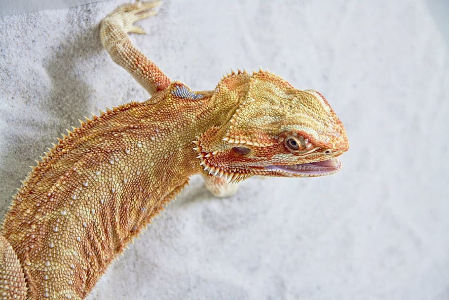 bearded dragon on white sand, lizard, reptile, insect eater HD wallpaper