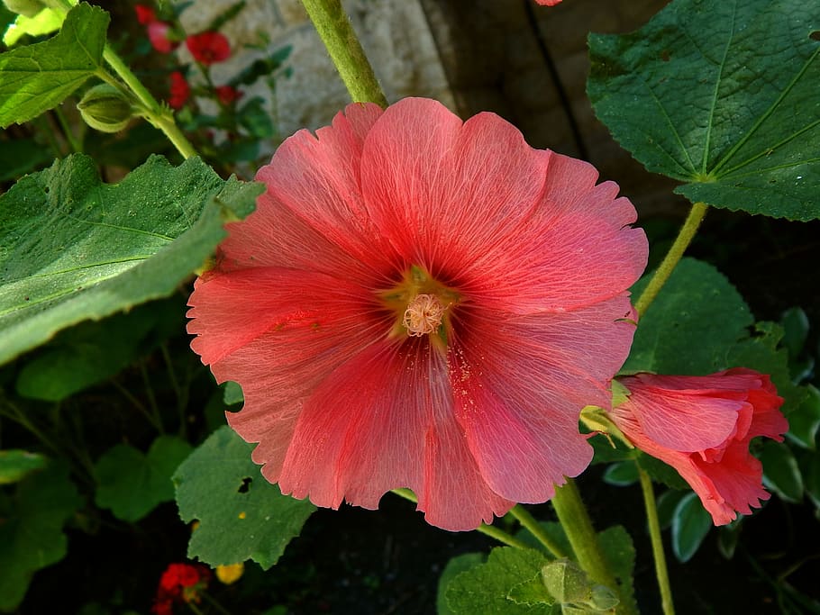 mallow, flower, pink, flowering plant, petal, beauty in nature HD wallpaper