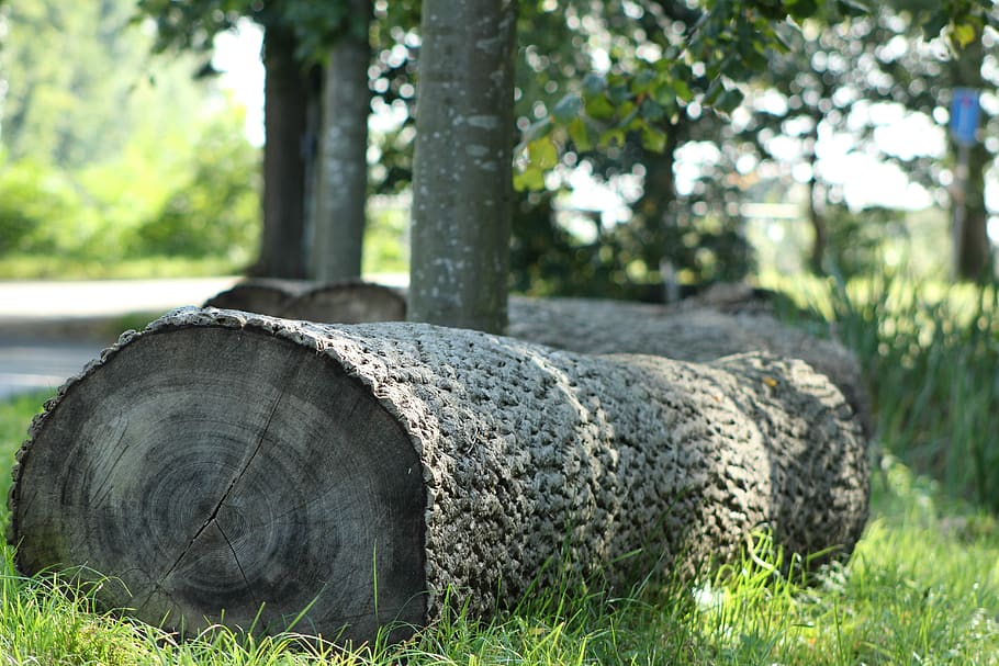 tree stumps, forest, nature, trees, autumn, sheet, leaves, mushroom HD wallpaper