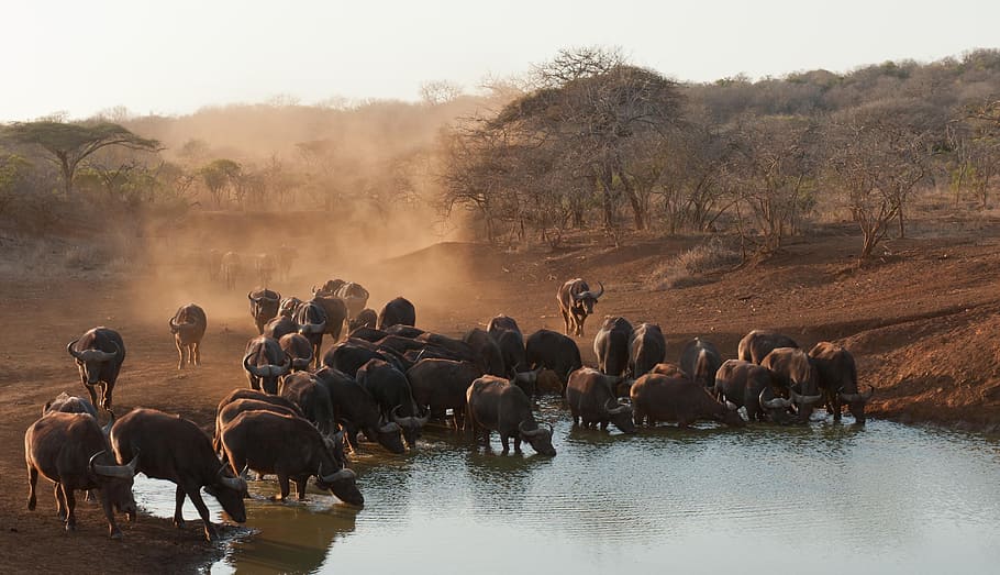 herd of water buffalo on body of water, south africa, savannah, HD wallpaper