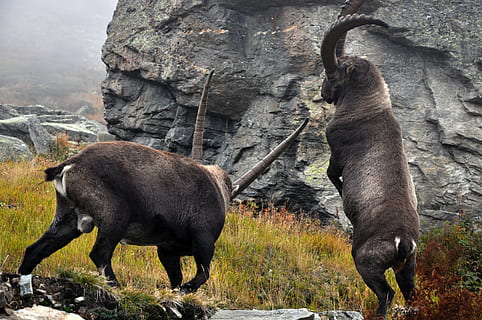 ibex, capra ibex, males, animal themes, mammal, animal wildlife HD wallpaper