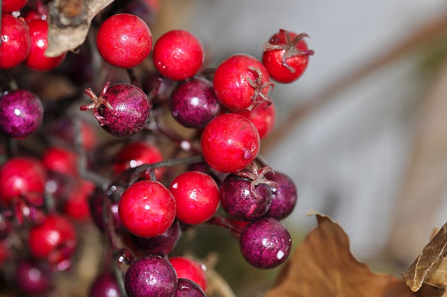 berries, decorative berries, red, plastic, food and drink, healthy eating HD wallpaper