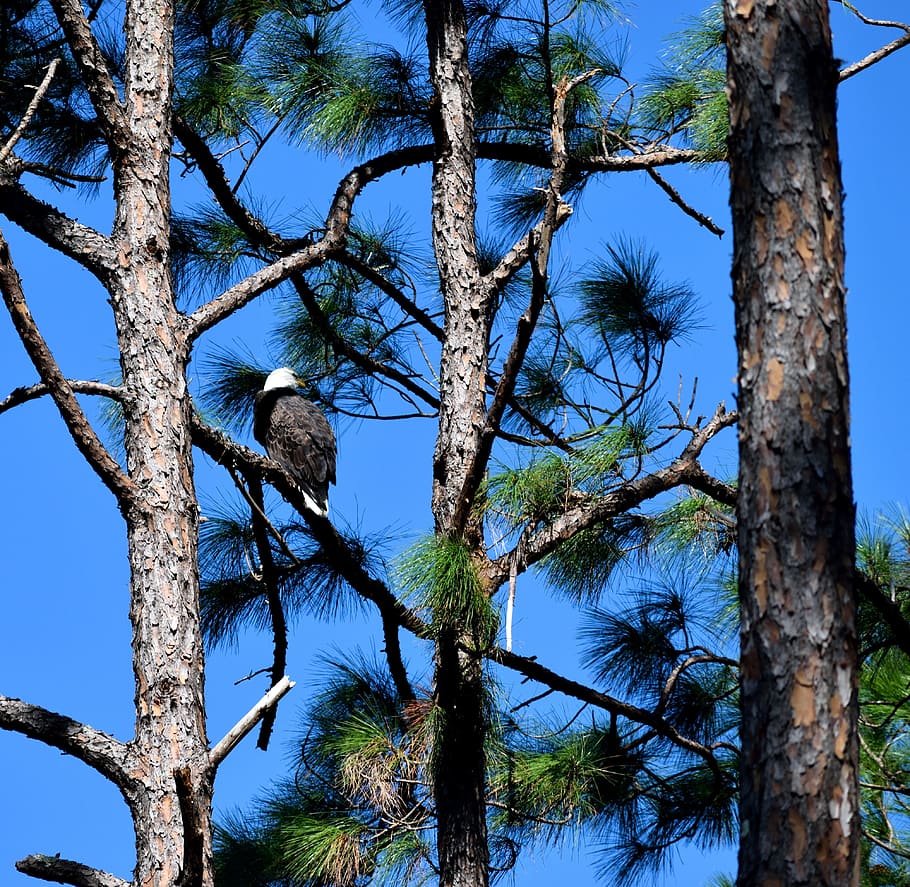 bald eagle, bird, wildlife, forest wilderness, nature, raptor HD wallpaper