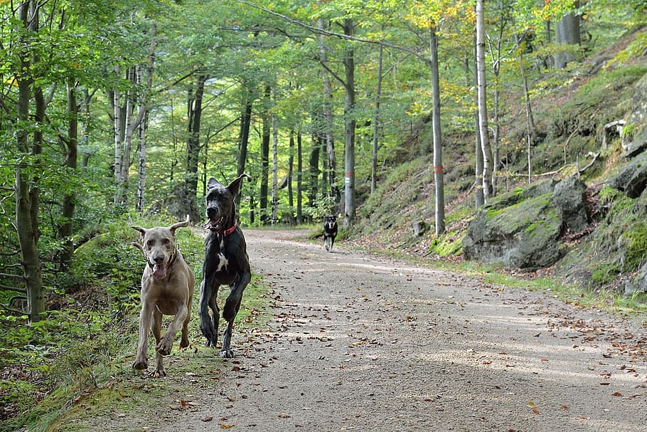 running dogs, path, forest, pets, domestic, mammal, domestic animals HD wallpaper