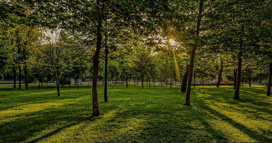 nature, tree, landscape, panoramic, sun, grass, wood, plant HD wallpaper