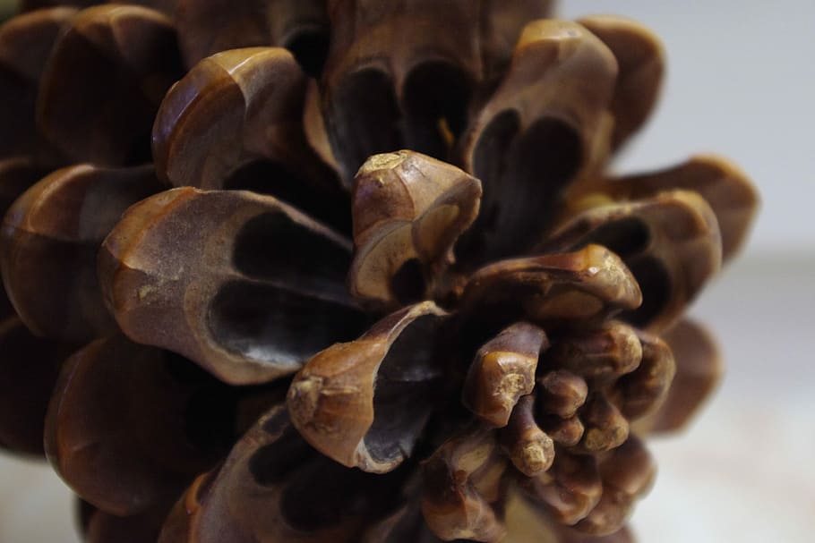 Pine Cone, Forest, Nature, Tree, coniferous, close-up, food and drink HD wallpaper