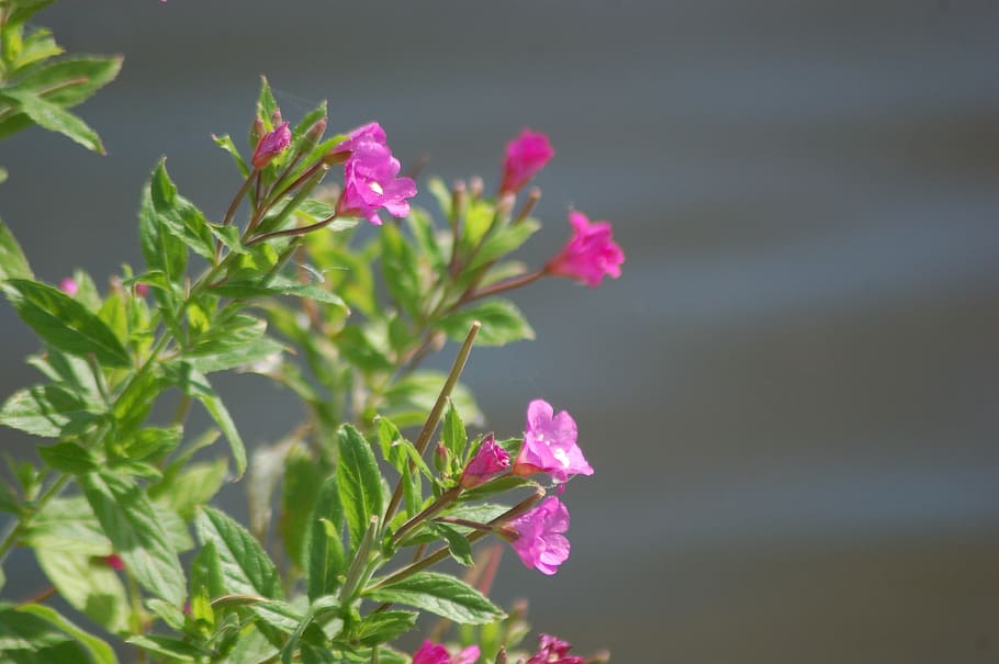 fireweed, flower, spring, flowering plant, beauty in nature HD wallpaper