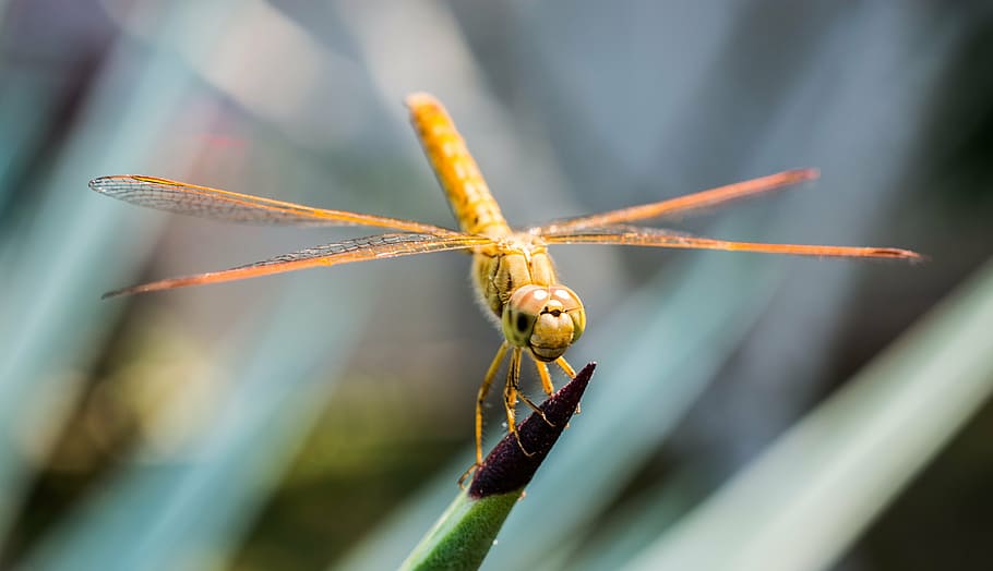dragonfly, insect, animal, close, wing, chitin, animal themes HD wallpaper