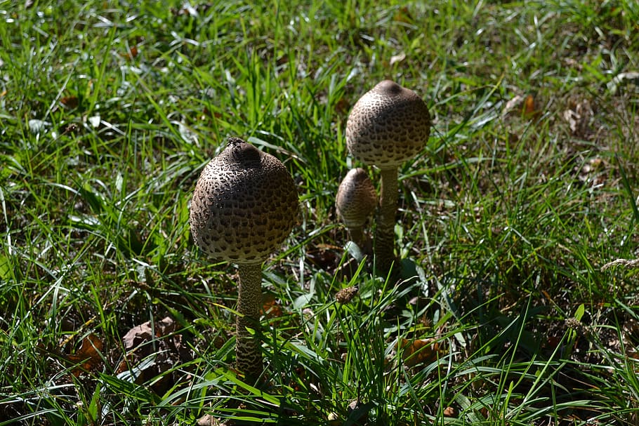 mushrooms, summer, nature, plant, growth, no people, grass HD wallpaper