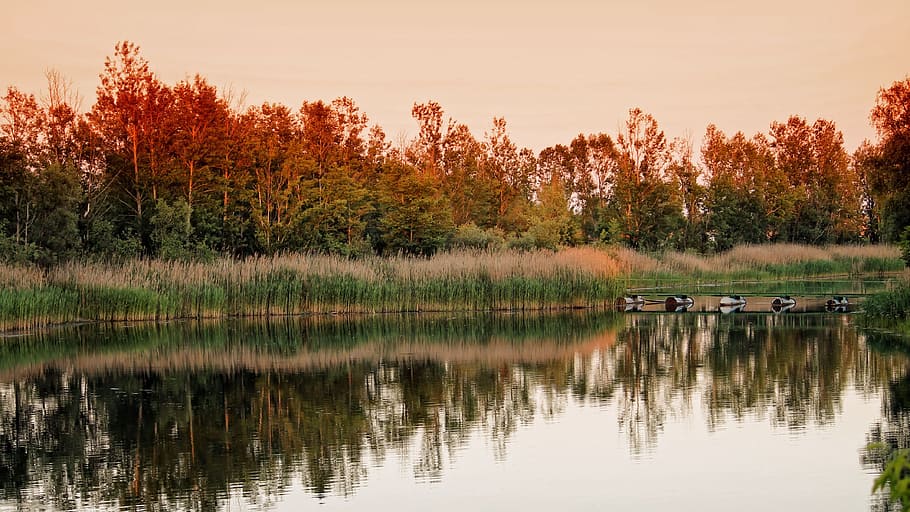 Landscape, Trees, Lake, Reed, abendstimmung, sunset, reflection HD wallpaper