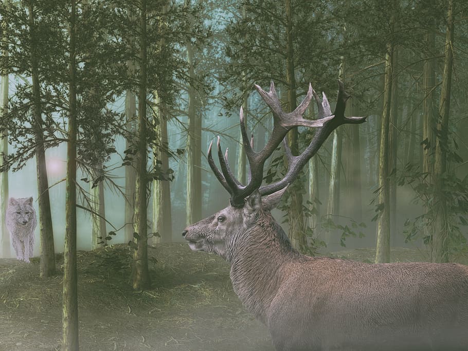 hirsch, wolf, forest, mood, encounter, nature, mystical, atmospheric HD wallpaper