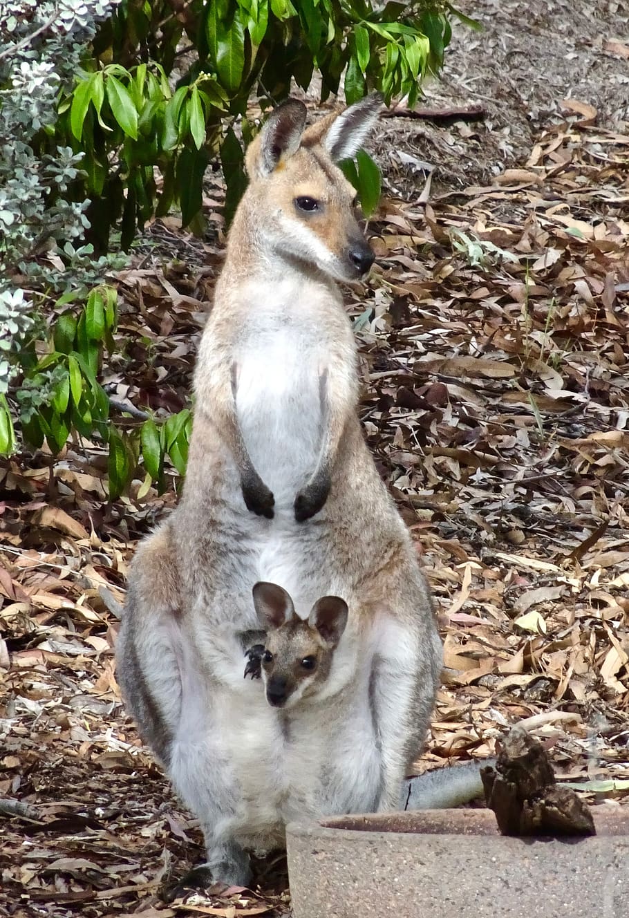 joey, mother, kangaroo, wallaby, marsupial, wildlife, cute, HD wallpaper