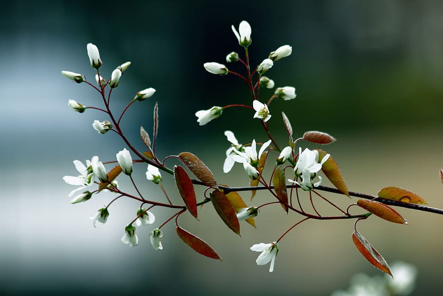 shallow focus photography of white flowers with brown leaves, HD wallpaper