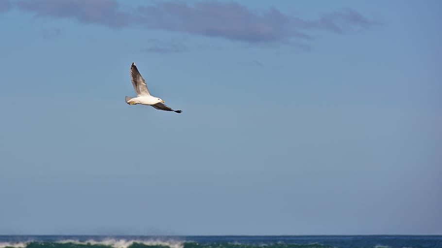 white and gray bird flying, seagull, hovering, blue, sky, ocean, HD wallpaper