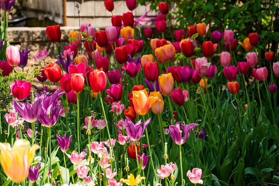 tulip, flower, garden, spring, colors, flowering plant, freshness HD wallpaper
