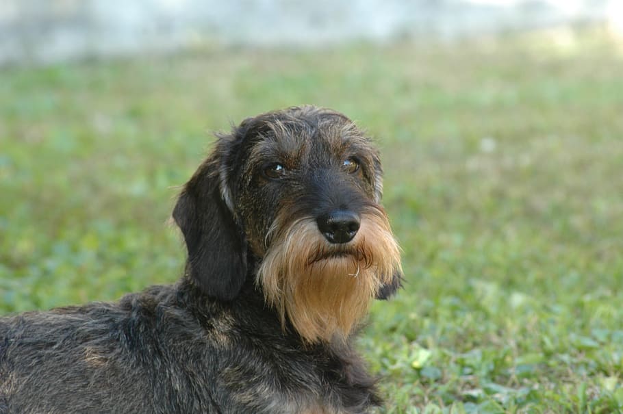 dog, dachshund, beard, one animal, animal themes, canine, mammal HD wallpaper