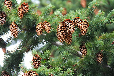 pine cons, pinecone, cones, tree, green, autumn, yellow, orange HD wallpaper