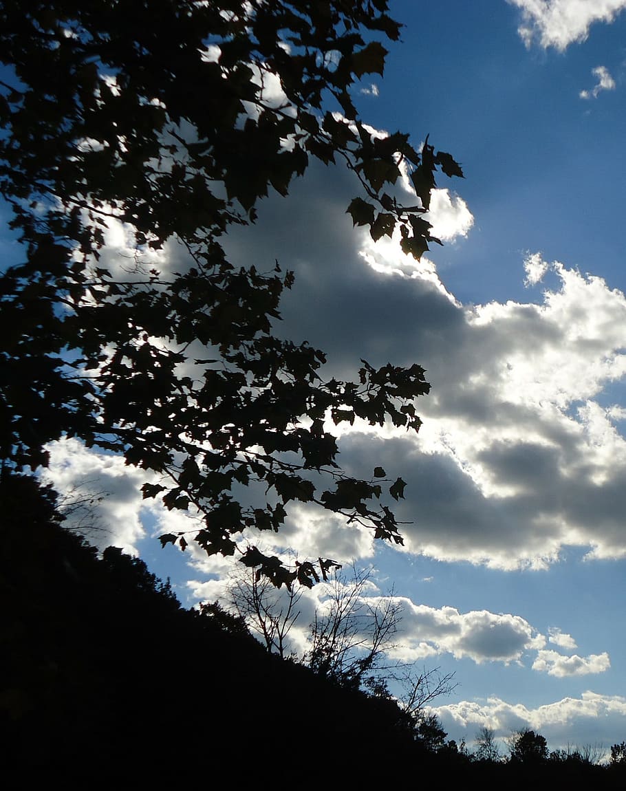 Sky, Clouds, Forest, Trees, Woods, silhouette, silhouettes HD wallpaper