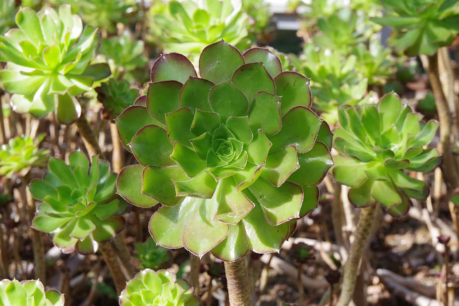 plant, nature, leaf, growth, plant part, green color, beauty in nature HD wallpaper