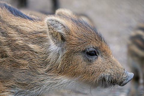 brown and black 4-legged animal in closeup photography, piglet HD wallpaper