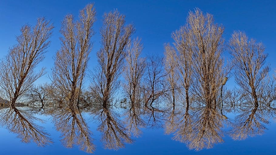 bare trees on body of water during daytime, background, mirror HD wallpaper