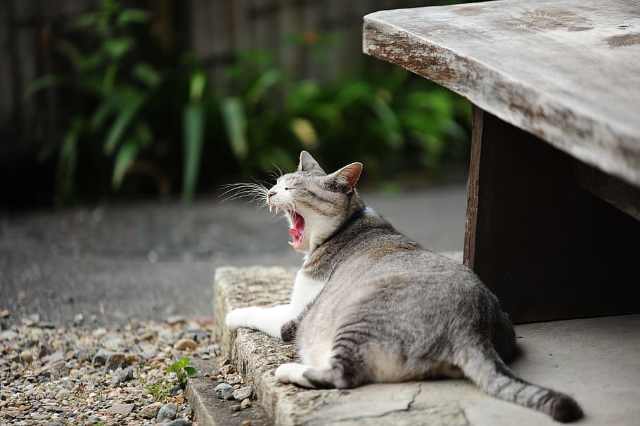 cat, yawn, autumn, domestic animals, pets, animal themes, mammal HD wallpaper