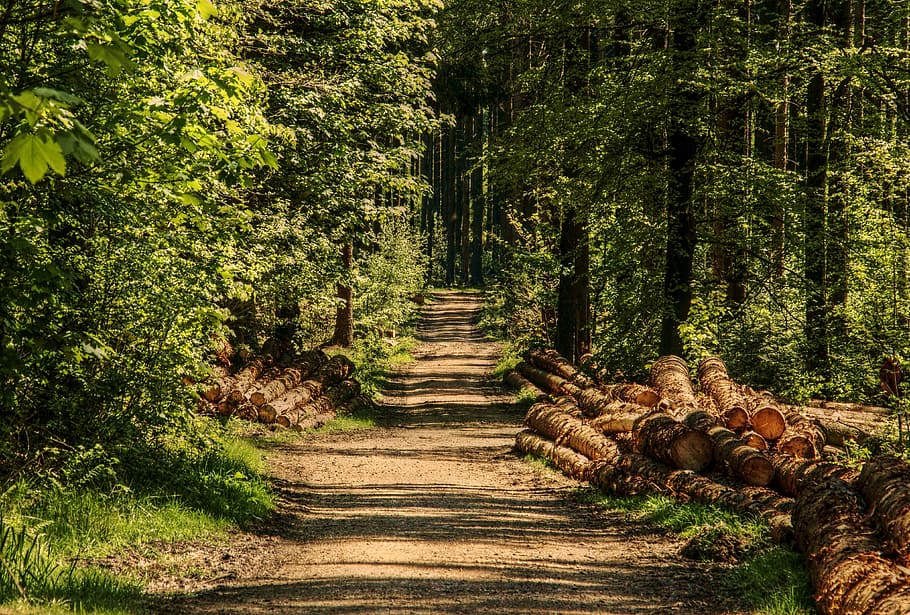 road with trees on side, forest, forest path, sunlight, wood, HD wallpaper