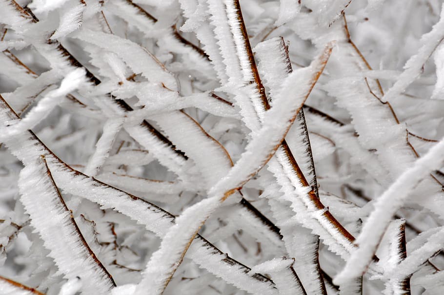 frost, cold, snow, winter, ice, frozen, iced, branch, cold temperature HD wallpaper