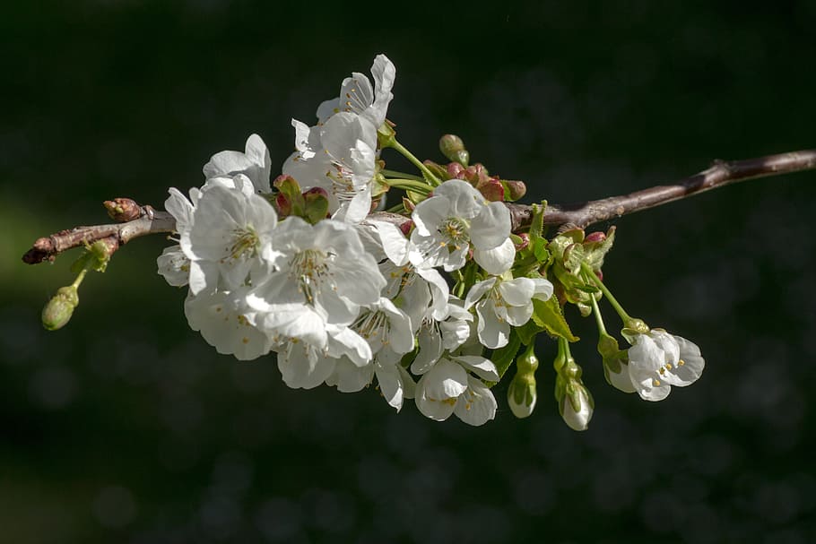 spring, blossom, bloom, white, close, pear, flower, flowering plant HD wallpaper