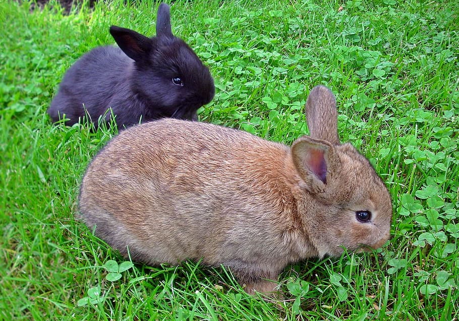 rabbit, charming, lawn, animals, mammal, animal themes, grass HD wallpaper