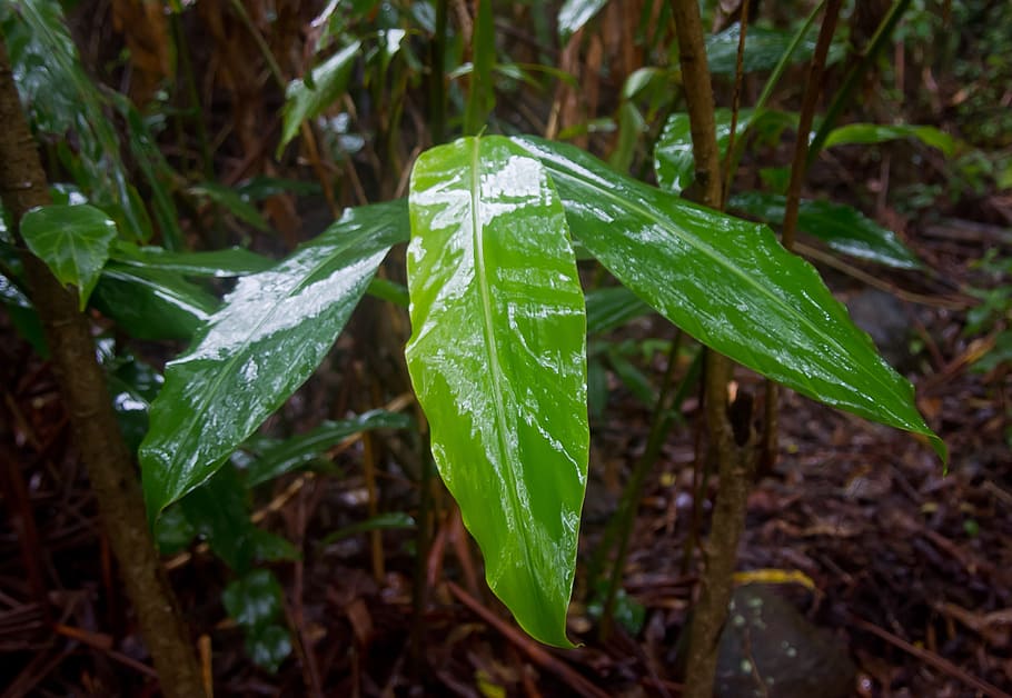native ginger, leaves, wet, shiny, rainforest, queensland, australia HD wallpaper