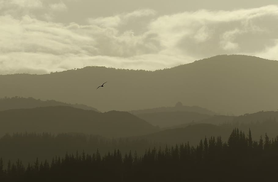 bird flying over mountain with trees, landscape photography of mountain HD wallpaper