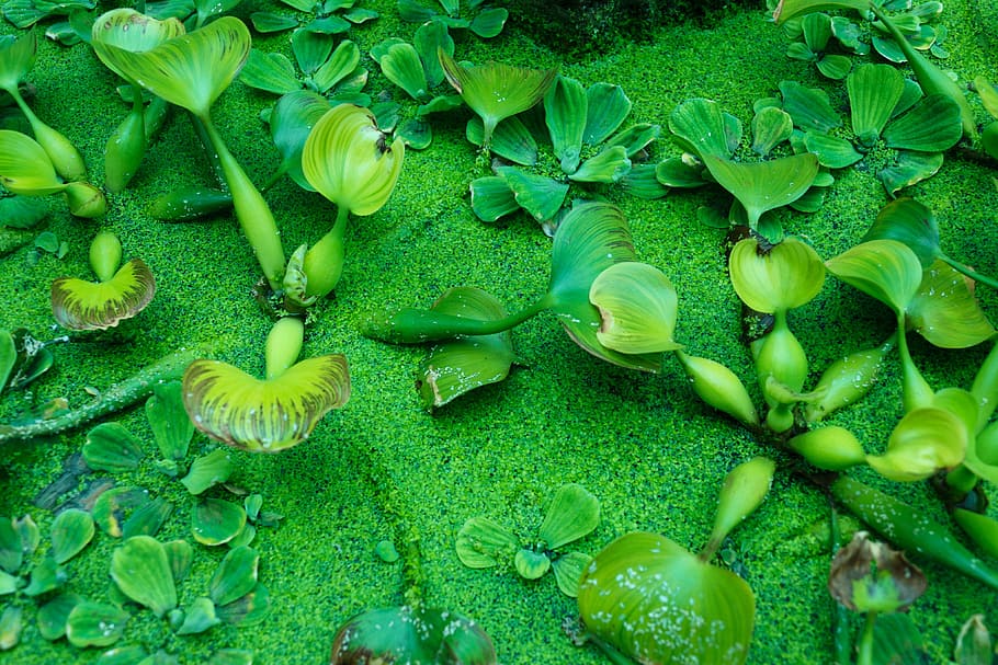 Abstract, Aquatic, Background, Color, foliage, fresh, green HD wallpaper