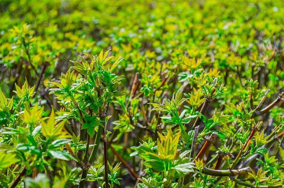 grass, tree, shrub, grass green, green bush, leaf, nature, plant HD wallpaper