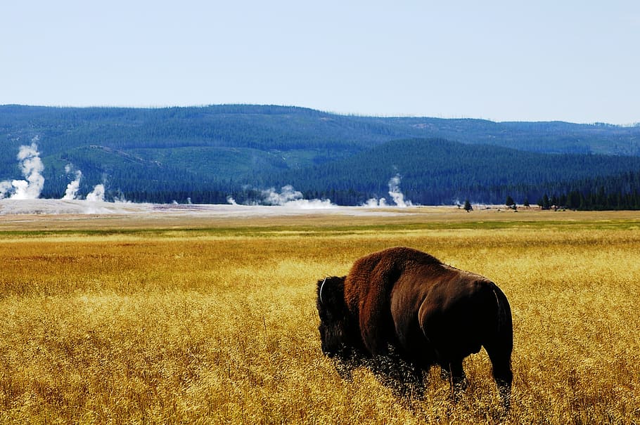 buffalo, yellowstone, mammal, animal themes, grass, plant, domestic animals HD wallpaper