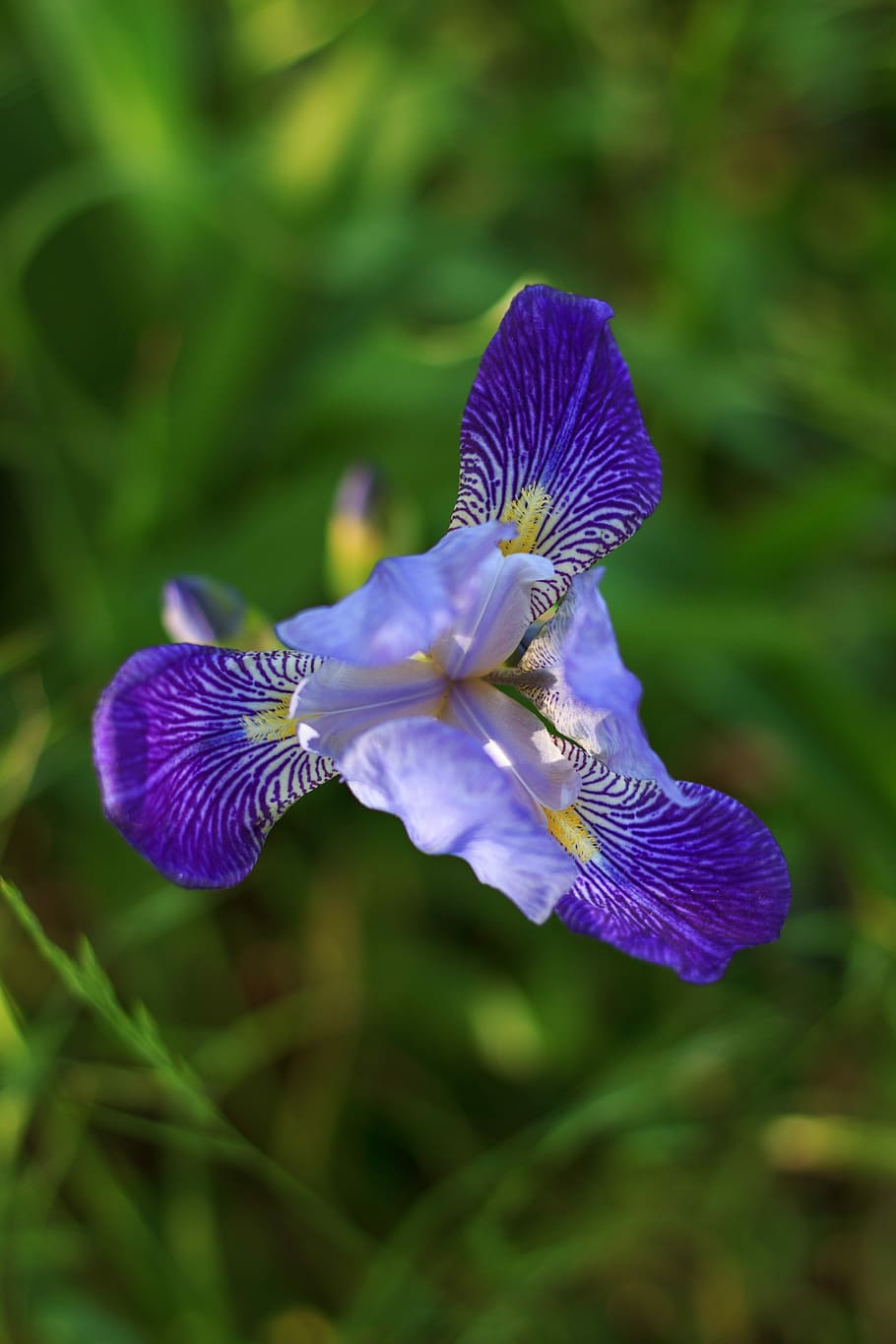 flower, spring, plant, nature, spring bloom, close, flowering plant HD wallpaper