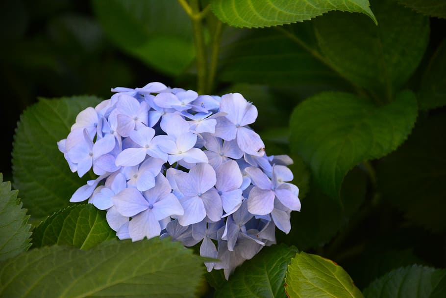 flower, hydrangea, the scenery, flowering plant, petal, freshness HD wallpaper