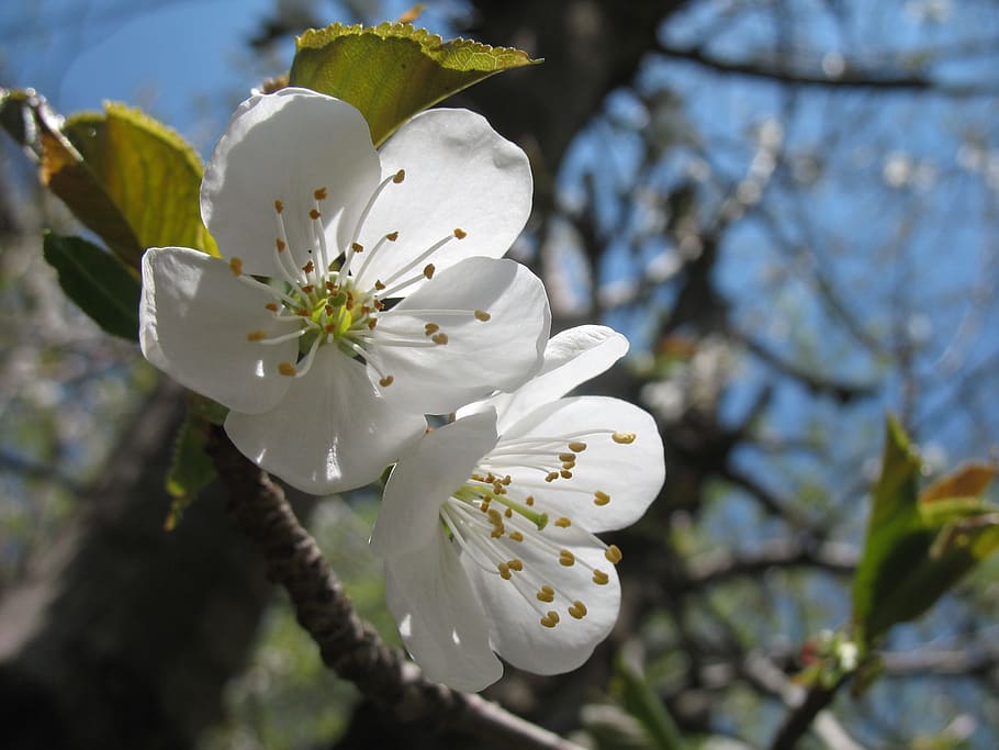 blossom, tree, white, spring, nature, branch, outdoor, closeup HD wallpaper