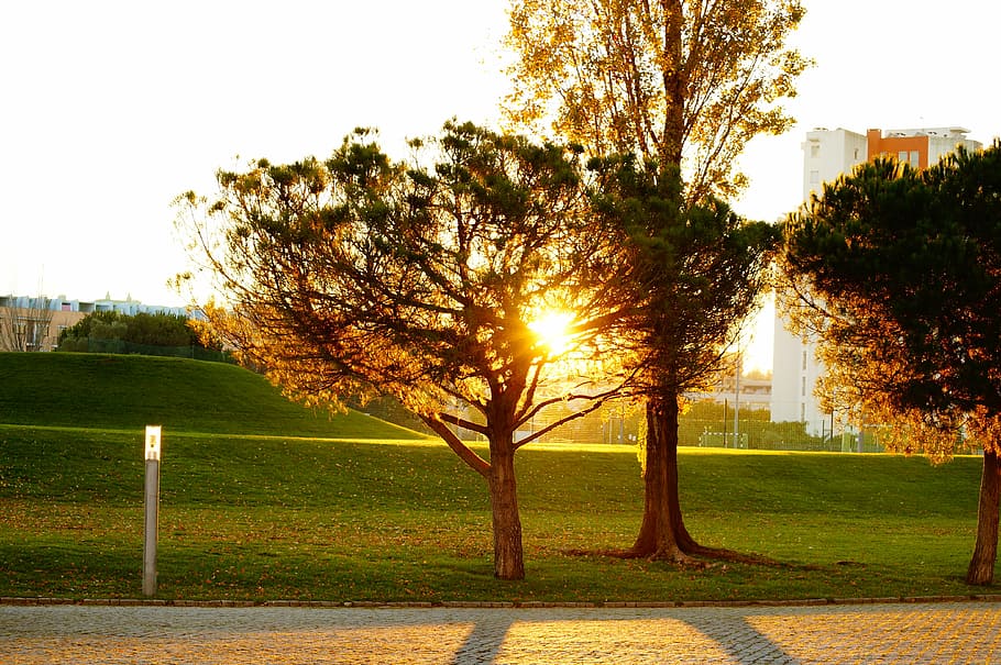 against light, tree, sunset, park - Man Made Space, outdoors HD wallpaper
