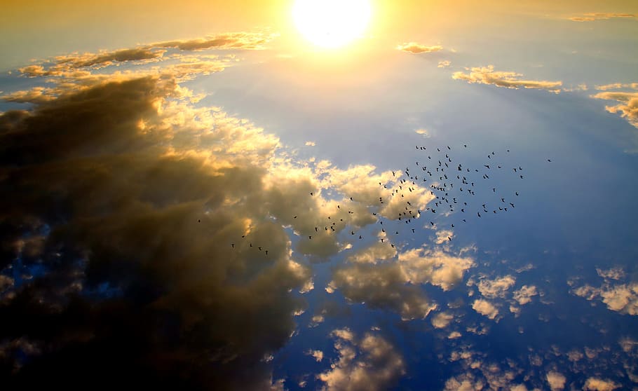 aerial photography of flock of birds flying during daytime HD wallpaper