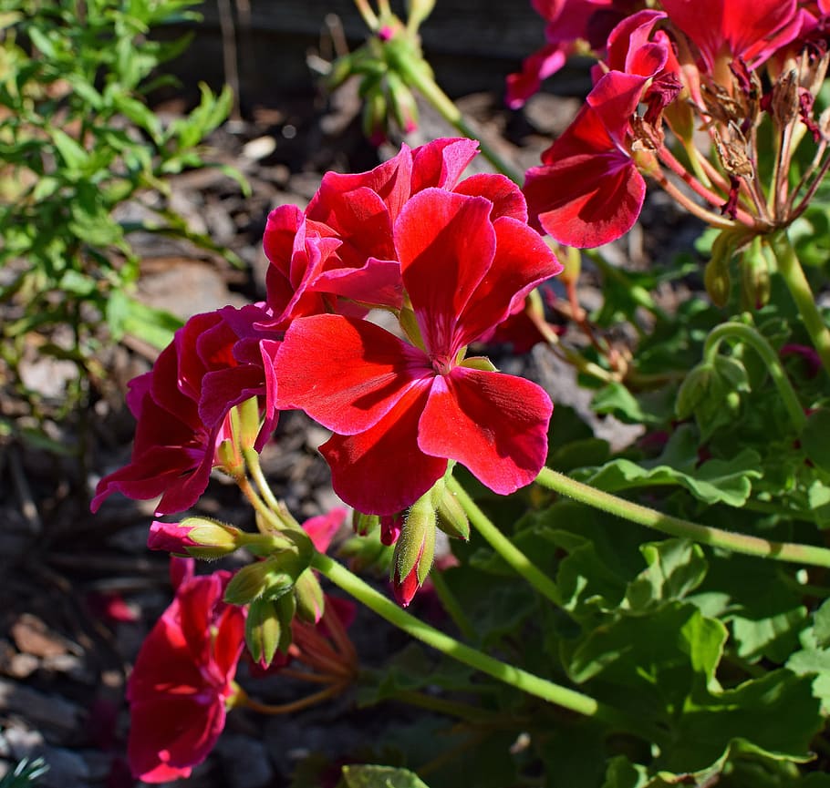 red geranium, flower, blossom, bloom, plant, garden, nature HD wallpaper