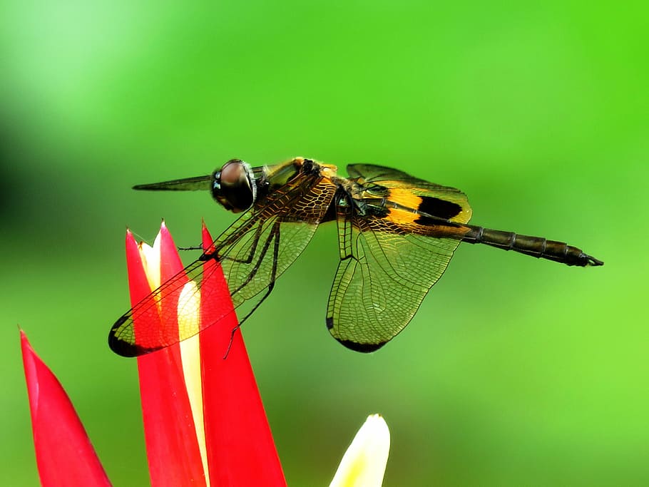 closeup photography of Dragonfly, Dragon Fly, Macro, Flower HD wallpaper