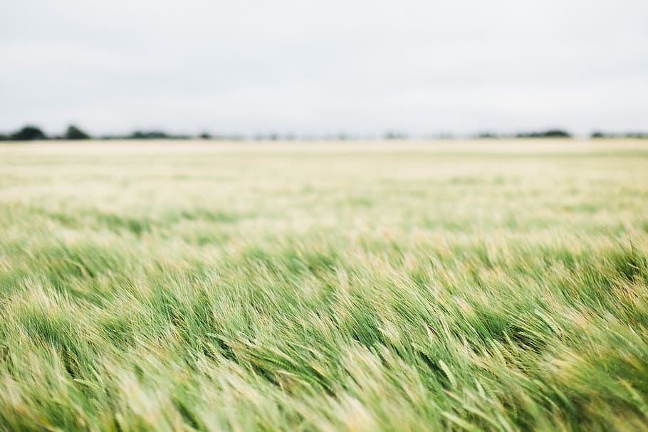 field of green grass, green grass field during daytime, meadow HD wallpaper