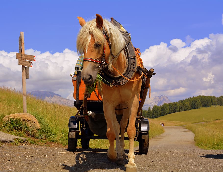 horse, calash, road, path, direction, sky clouds, domestic animals HD wallpaper