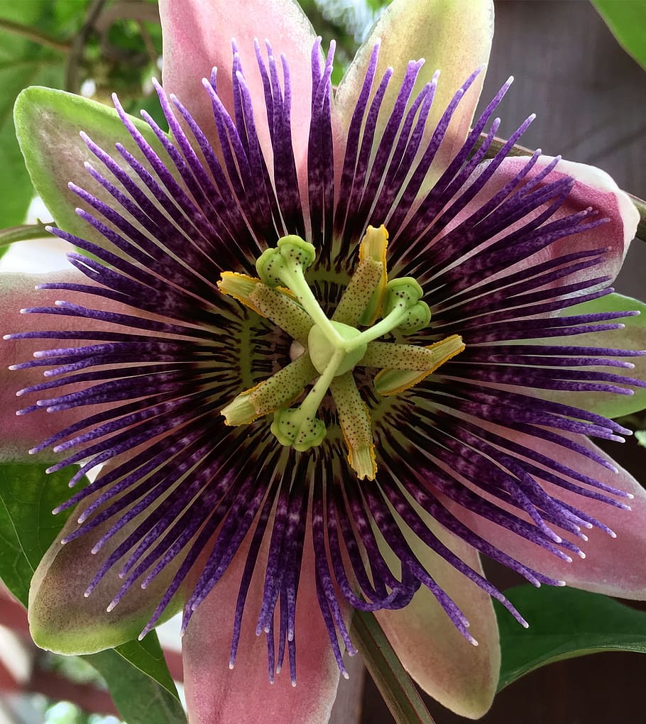 flowers, nature, spring, flowering plant, inflorescence, beauty in nature HD wallpaper