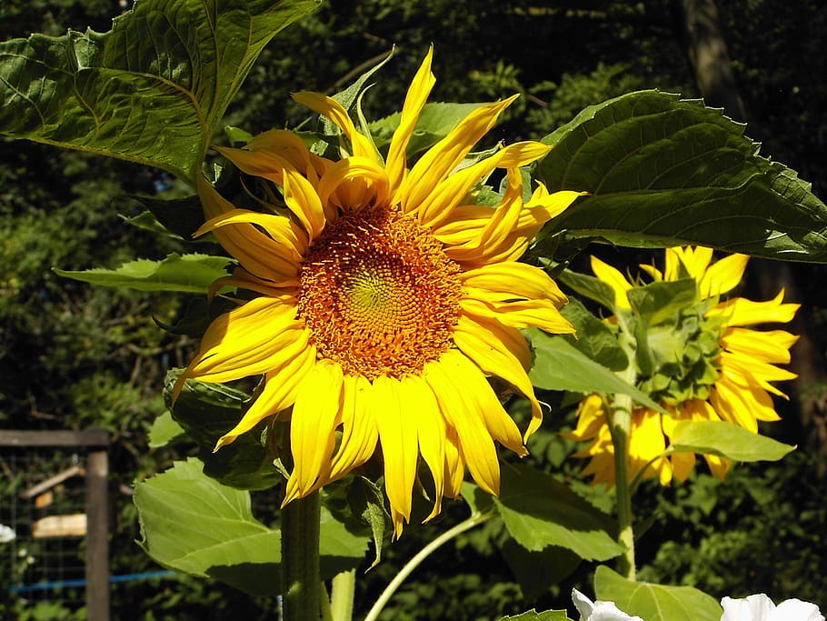 sun flower, garden, summer, flowering plant, growth, freshness HD wallpaper