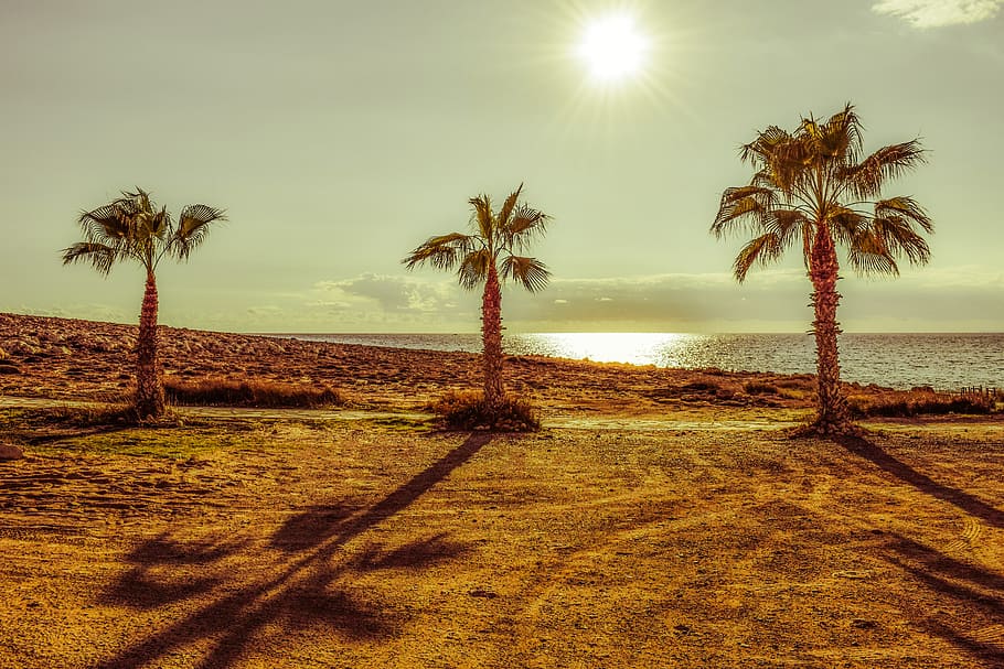 palm trees, sun, sunlight, shadows, afternoon, scenery, autumn HD wallpaper