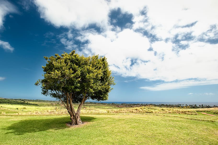 green leaf trees under blue sky, photo of tree during daytime HD wallpaper