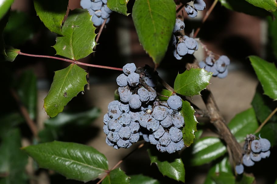 fruit, berry, nature, leaf, tree, outdoors, plant part, growth HD wallpaper