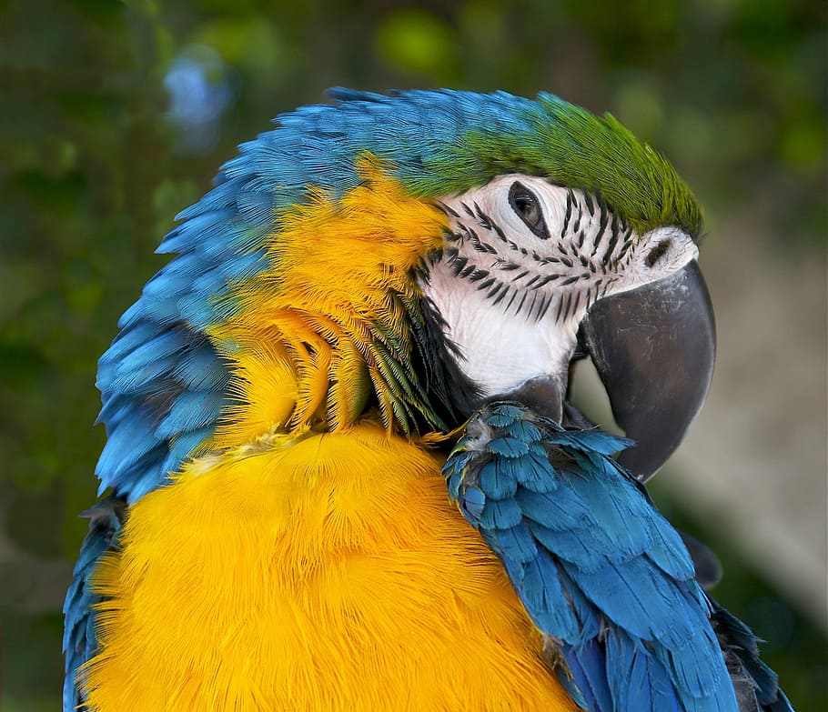 Ara Ararauna, Blue-And-Yellow Macaw, blue-and-gold-macaw, wildlife, HD wallpaper
